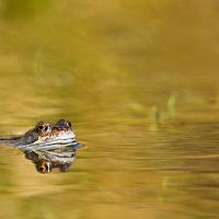 Common Frog 2 